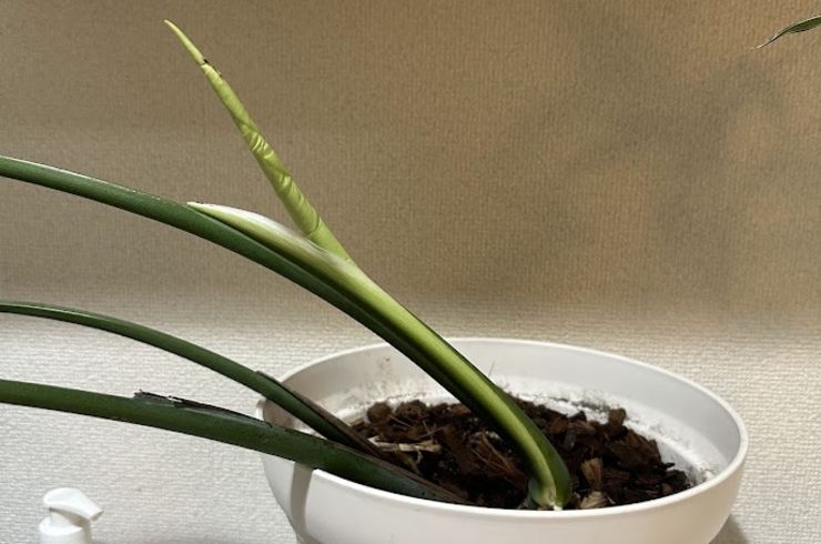 モンステラの新芽